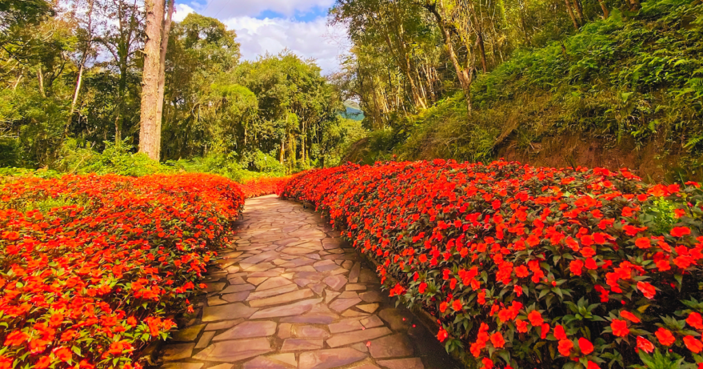 Lua de Mel em Gramado